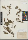 Foto von Salix alpina Scop.